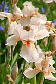 Deutsche Schwertlilie (Iris germanica)