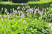 Schlangen-Knöterich (Persicaria bistorta) 'Superba'