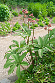 Rodgersia pinnata Superba