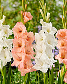 Gladiolen (Gladiolus)-Kombination