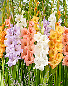 Gladiolen (Gladiolus)-Kombination