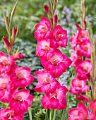 Gladiole (Gladiolus) 'Pink Visions'