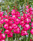 Gladiole (Gladiolus) 'Pink Visions'