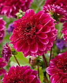 Dahlie (Dahlia) 'Purple Bouquet'