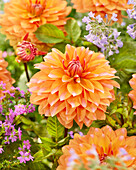 Dahlia Decorative Orange White