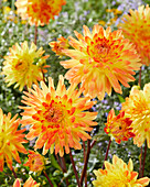 Dahlia Vectra