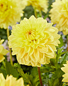 Dahlie (Dahlia) 'VW5 2021 E'