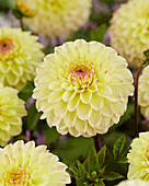 Dahlia Isa Favourite