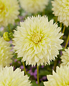 Dahlie (Dahlia) 'Canary Fubuki'