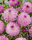 Dahlia Mediterrannee