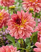 Dahlie (Dahlia) 'Bourbon Street (MH10)'