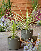 Keulenlilie (Cordyline) 'Lime Passion'