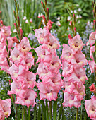 Gladiolus pink