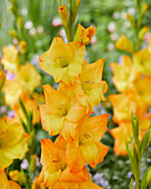 Gladiolen (Gladiolus) 'Sonnenschein'