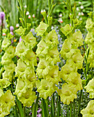 Gladiole (Gladiolus) 'supera'