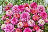 Dahlia Pink Mix #52904