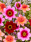 Dahlia mix