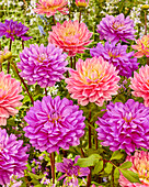 Dahlie (Dahlia) 'Bluetitul', 'Pink Magic'