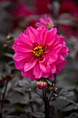 Dahlia Dahlightful Magenta