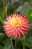 Dahlie (Dahlia) 'Felida Solar Flare'