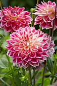 Dahlia Temple of Beauty