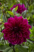 Dahlie (Dahlia) 'Thomas A. Edison'