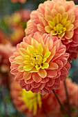 Dahlia Time Changer