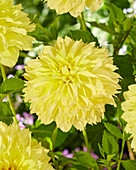 Dahlie (Dahlia) 'Ariko 10-19'