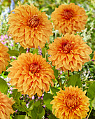 Dahlia Great Hercules