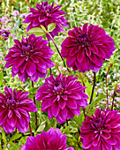 Dahlie (Dahlia) 'Thomas A. Edison'