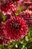 Dahlia Mister Optimist