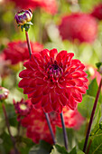 Dahlie (Dahlia) 'Simone'