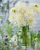 Dahlie (Dahlia) 'Playa Blanca'