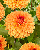 Dahlia Orange Impact