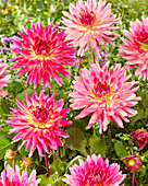 Dahlia Mingus Julie