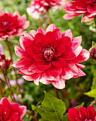 Dahlia Fiorentina