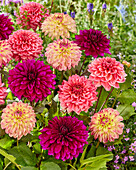 Dahlia decorative mix