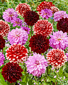 Dahlia mixi