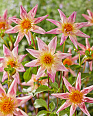 Dahlie (Dahlia) 'Fancy Pants'