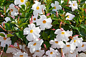 Trichterblüte Dipladenia (Mandevilla Sanderi) 'Sundaville White'