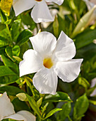 Trichterblüte Dipladenia (Mandevilla Sanderi) 'Bella White Improved'