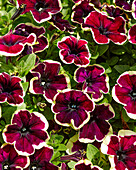 Großblumige Petunie (Petunia grandiflora) 'GO!Tunia® French Kiss'