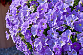Garten-Petunie (Petunia × hybrida) 'E3 Easy Wave® F1 Sky Blue'