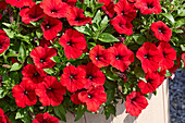 Garten-Petunie (Petunia × hybrida) 'Easy Wave® F1 Red'