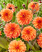 Dahlie (Dahlia) 'Orange Pekoe'