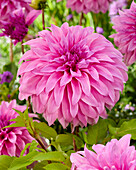 Dahlie (Dahlia) 'Vassio Meggos'