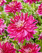 Dahlie (Dahlia) 'Glamour Girls'