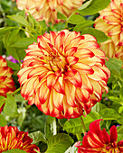 Dahlia Lady Darlene