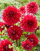 Dahlie (Dahlia) 'Zorro'