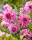 Dahlia Prins Carnaval